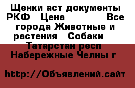 Щенки аст документы РКФ › Цена ­ 15 000 - Все города Животные и растения » Собаки   . Татарстан респ.,Набережные Челны г.